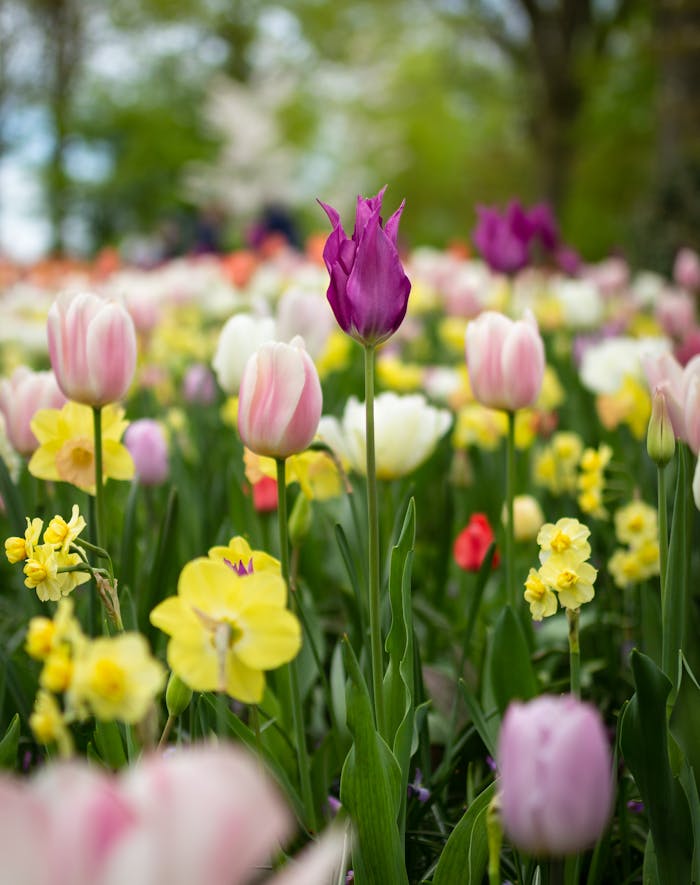 About Vibrant tulips in full bloom at a garden in the Netherlands during spring.