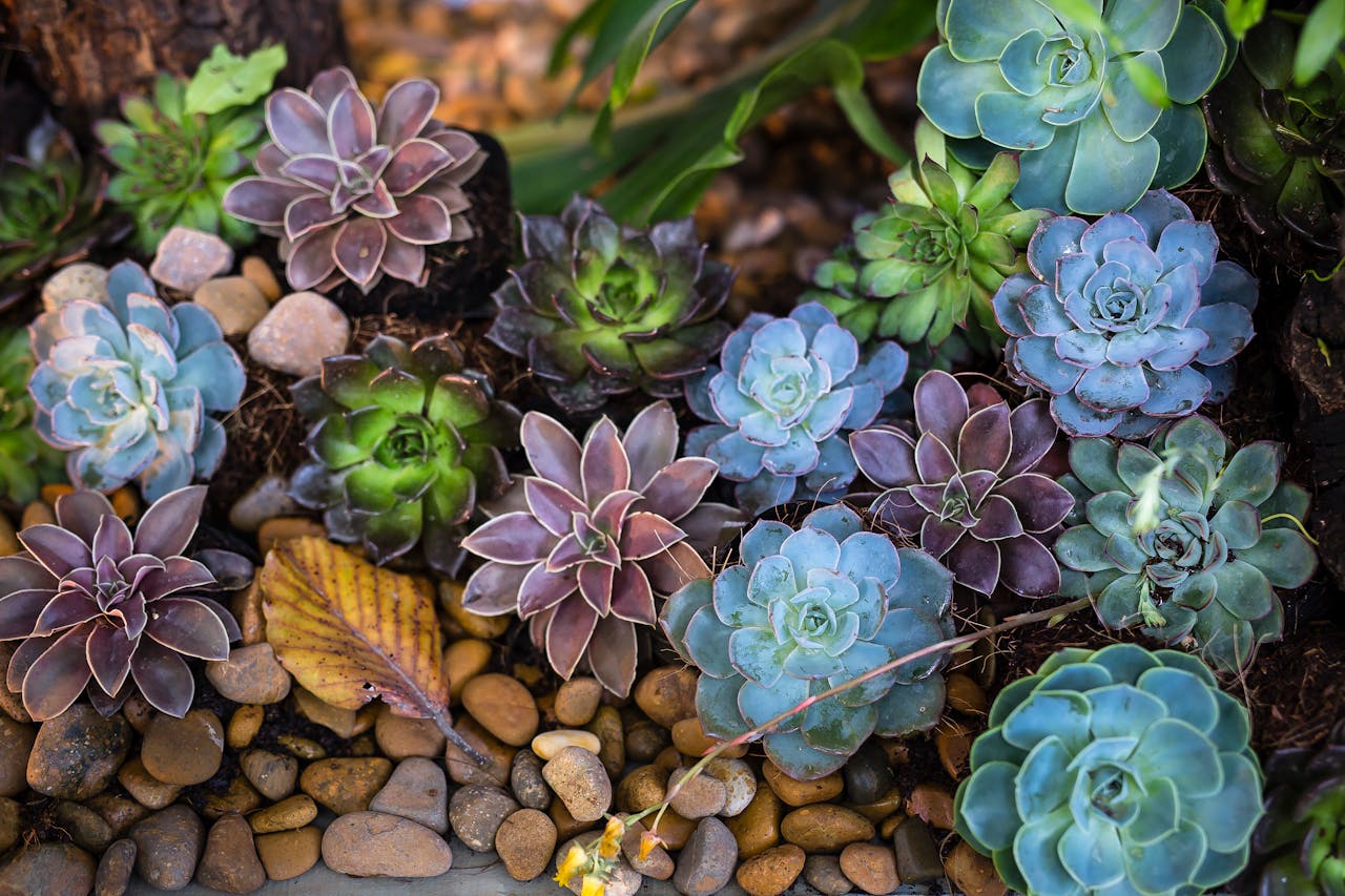 About A colorful collection of succulents among stones in an outdoor garden.