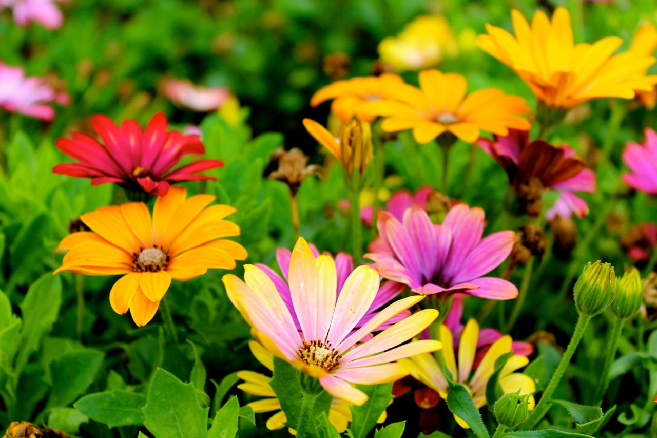 Services Colorful daisies blossoming in a lush garden during springtime, showcasing vivid hues and natural beauty.