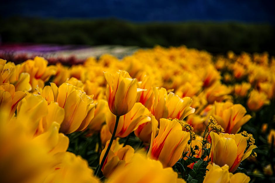 Winter Garden Bliss: Expert Tips Pexels Photo 34549161