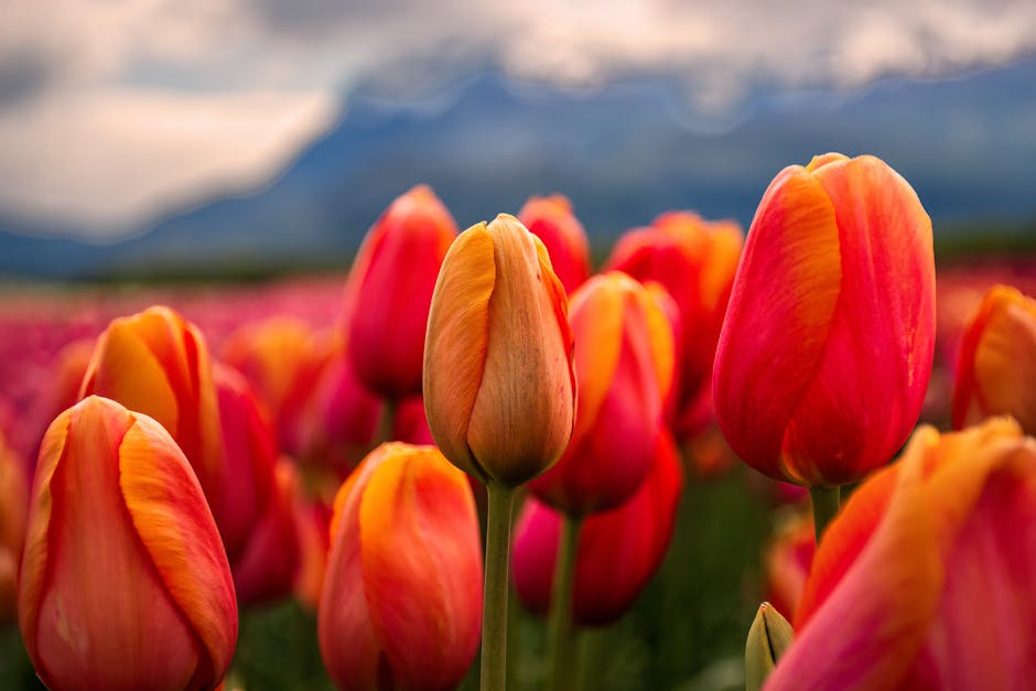 Transform Your Garden for Winter Beauty Pexels Photo 34549165