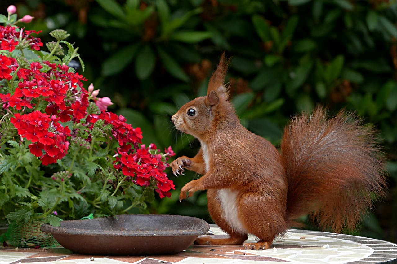 Services A red squirrel sits among vibrant red flowers, offering a charming glimpse into nature.