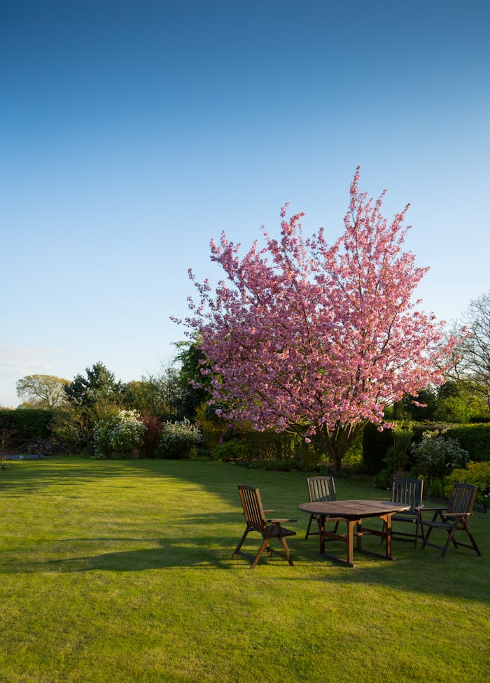 Services Peaceful garden with a blooming cherry tree and wooden outdoor furniture under a blue sky.
