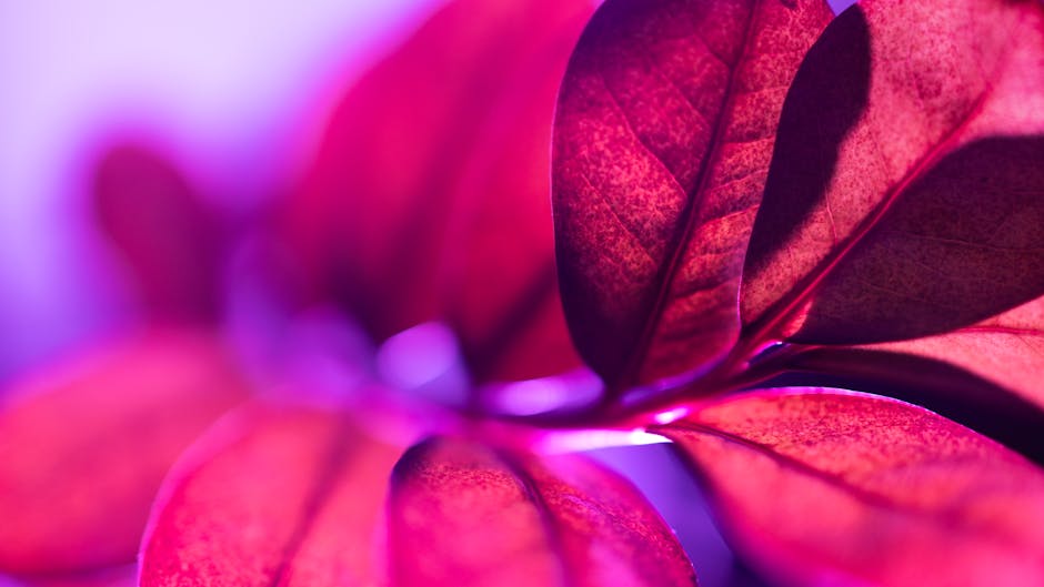 Pexels Photo 16815721 Aa9508a4